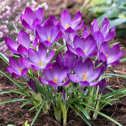 Botanischer krokus zwiebeln - krokus,