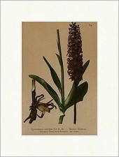 Mücken Höswurz Gymnadenia