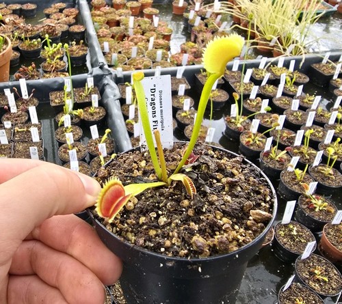 Dionaea muscipula dragon - dionaea,