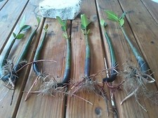 Red mangrove propagules - red,