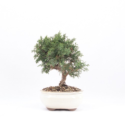 Bonsai chinesischer wacholder - bonsai,