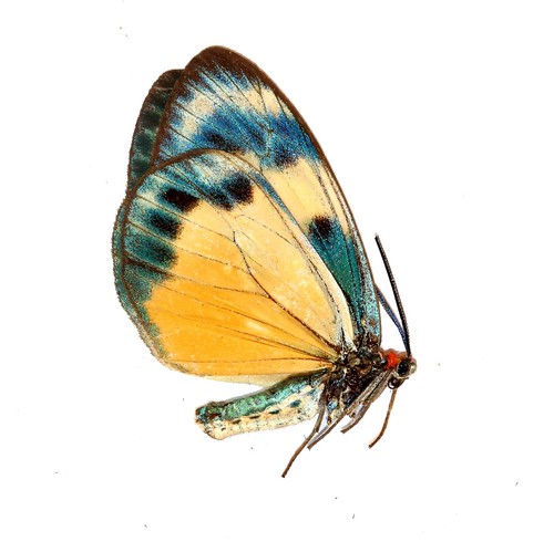 Lepidoptera zygaenidae - lepidoptera,,