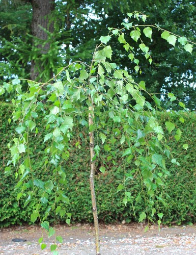 Hängebirke betula pendula - betula,