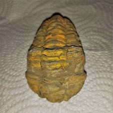 Sonderangebot Fossil Trilobit