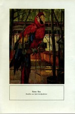 Red Macaw -- Josef