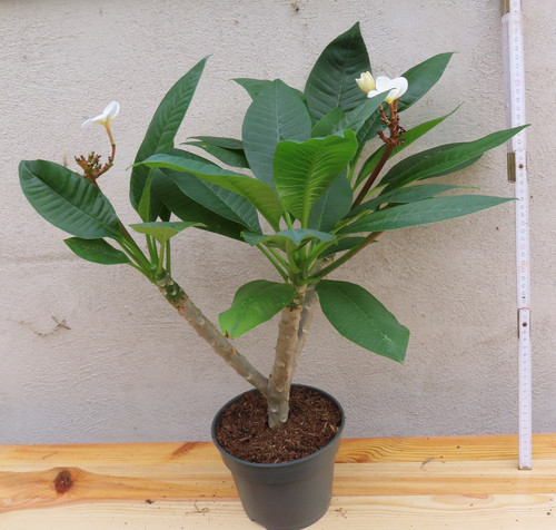 Plumeria frangipani verzweigt