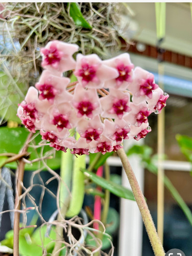 Hoya obovata wax - , tropical