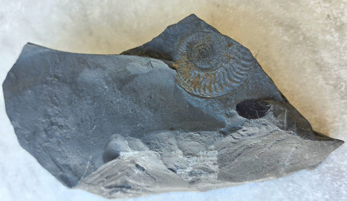 Ammonit tierfossil - ammonit,