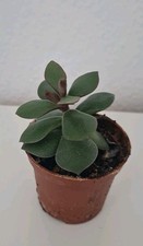 Crassula ovata * Pfennigbaum *