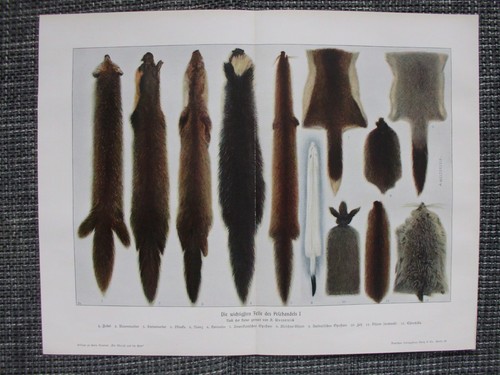 Pelzhandel felle pelze zobel - pelze,