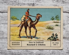 Kamelpost Ostindien Tiere