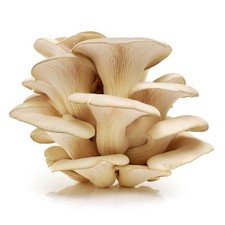 Austernseitling Pleurotus