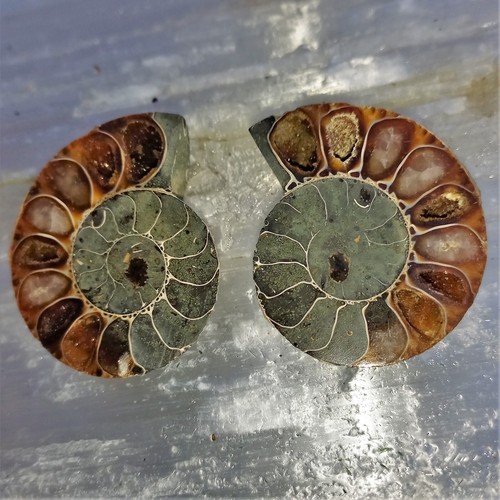Cleoniceras ammonit - cleoniceras,