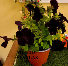 10 Samen Schwarzblühende