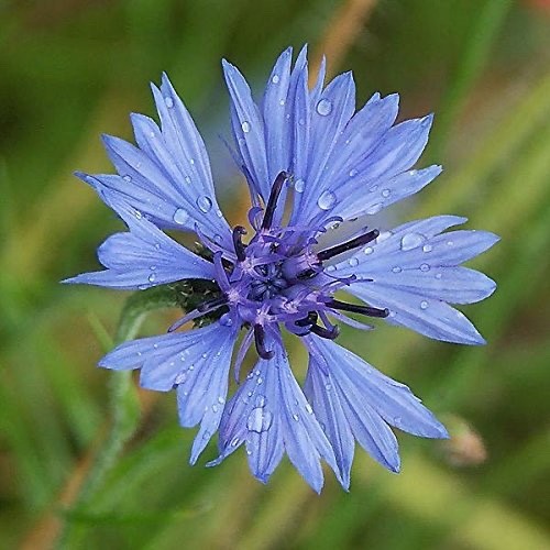 Samen blaue kornblume - kg,