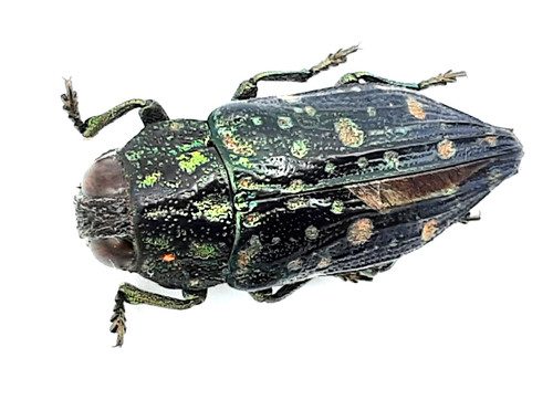 Buprestidae dicercomorpha - buprestidae,,