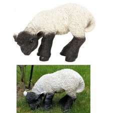 Lamm grasend Heidschnucke