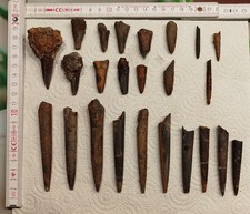 AUSWAHL AN BELEMNITEN AUS DER