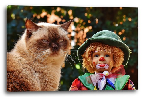 Wandbild katze grumpy mit - wandbild,