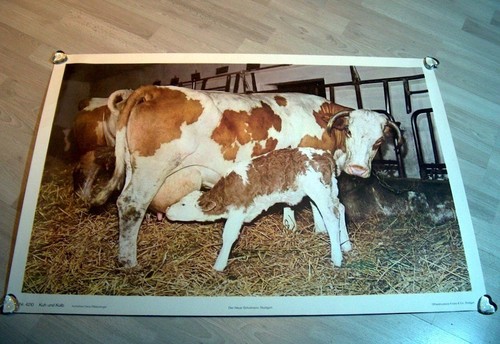 Schulwandkarte kuh und kalb - schulwandkarte,