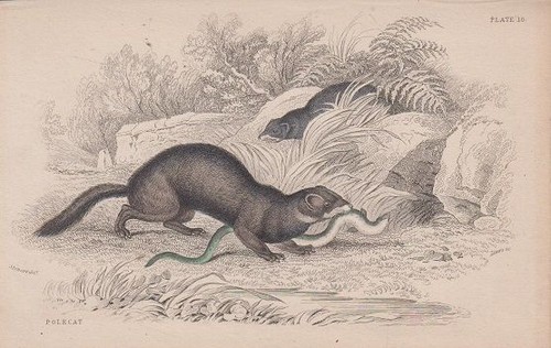 Orig holzstich polecat - orig., holzstich: