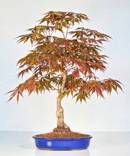 Bonsai Fächerahorn - Acer palmatum Tsuma beni 48cm