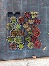 20 Sempervivum Winterhart