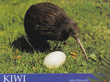 Ansichtskarte: Kiwi mit Ei , Neuseeland - Kiwi with egg - New Zealand - Aotaroa