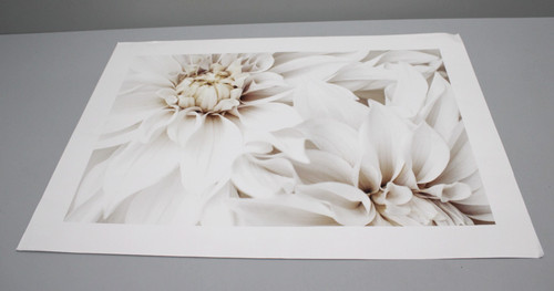 Desenio white dahlias poster - white,