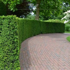 Taxus baccata gemeine - taxus, eibe