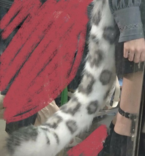 Snow leopard kigurumi cosplay - leopard, kigurumi/cosplay