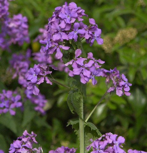 Silberling lunaria annua - silberling,