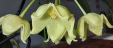 Hoya nyhuusiae steckling - "nyhuusiae",