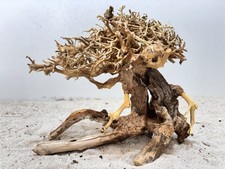 Aquariumwurzel, Bonsai
