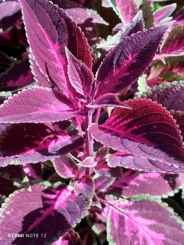 Buntnessel coleus für - buntnessel,