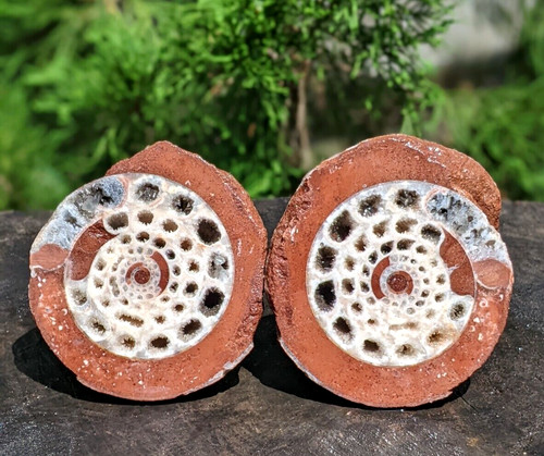 Toller ammonit paar - 0,4, kg