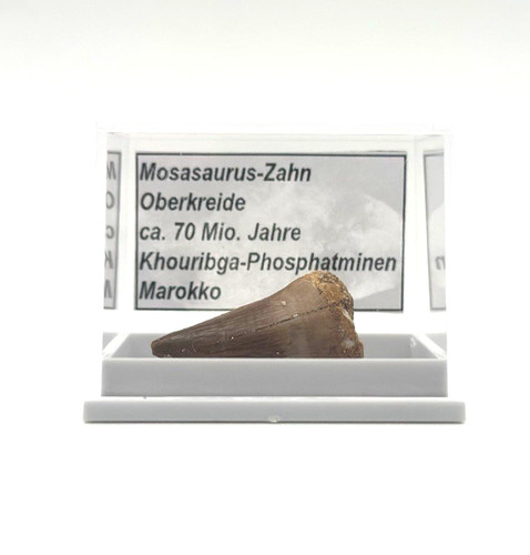 Schöner mosasaurus zahn - schöner,