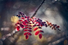 Canon EOS R Fit Helios 44M 58mm f/2 Legendary Swirly Bokeh Zeiss Biotar RF RF-S