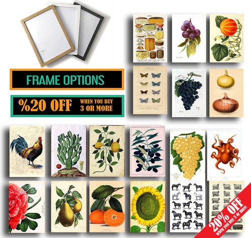 Vintage botanische poster - vintage,