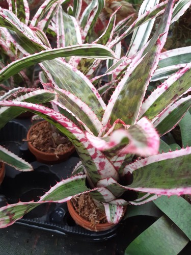 Bromelie aechmea orlandiana - aechmea,