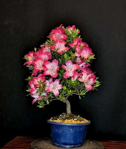 Bonsai japanische azalee - bonsai,