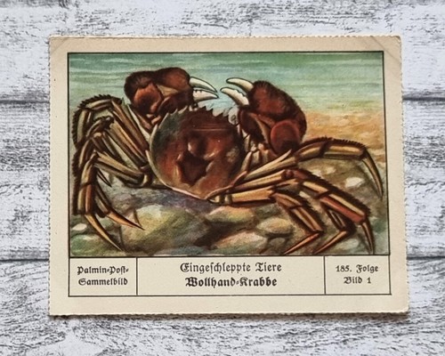 Wollhand krabbe eingeschleppt - wollhand,