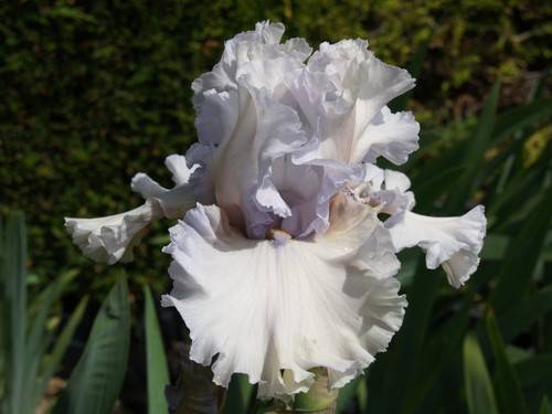 Schwertlilie iris in the - schwertlilie,