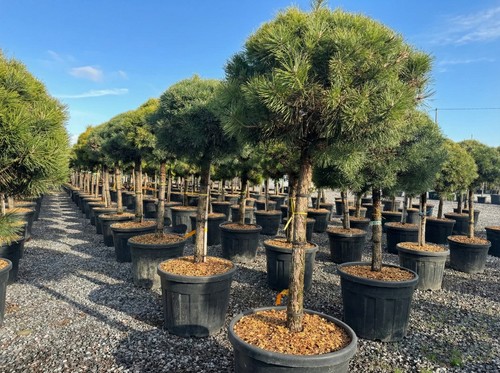 Pinus sylvestris 170 - pinus,