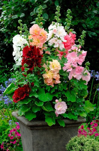 Samen hollyhock queeny - 10, mix