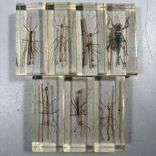Insekten epoxidharz mini - 7x,