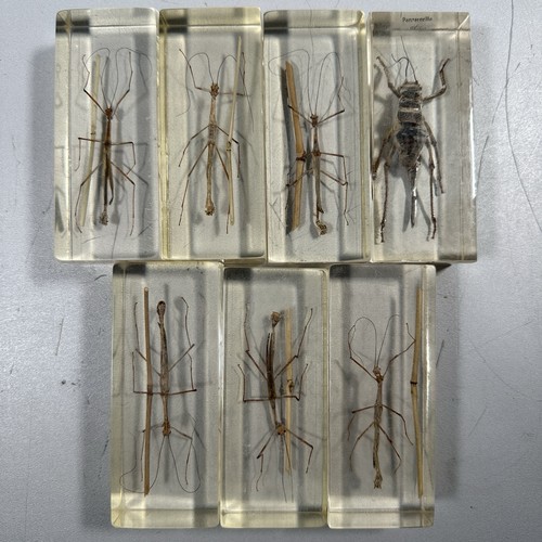 Insekten epoxidharz mini - 7x,