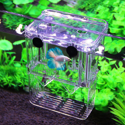 Aquarium zuchtbox - aquarium,
