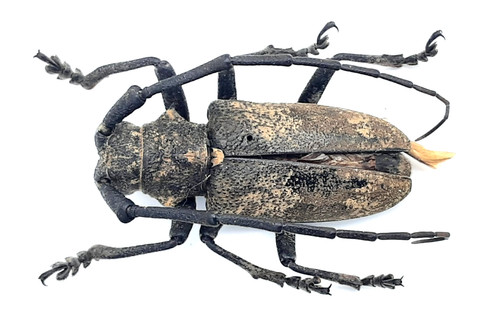 Cerambycidae lamiomimus - cerambycidae,,