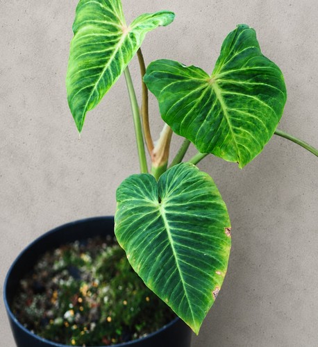 Philodendron verrucosum rare - verrucosum,